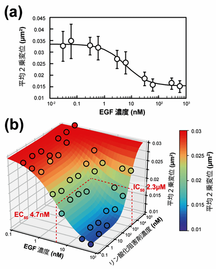 図3 上皮成長因子（EGF）とリン酸化阻害剤（AG1478）の拮抗作用マッピング