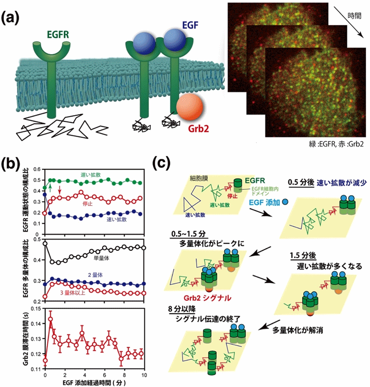 図4 EGF受容体（EGFR）とアダプタータンパク質Grb2の2色1分子イメージング