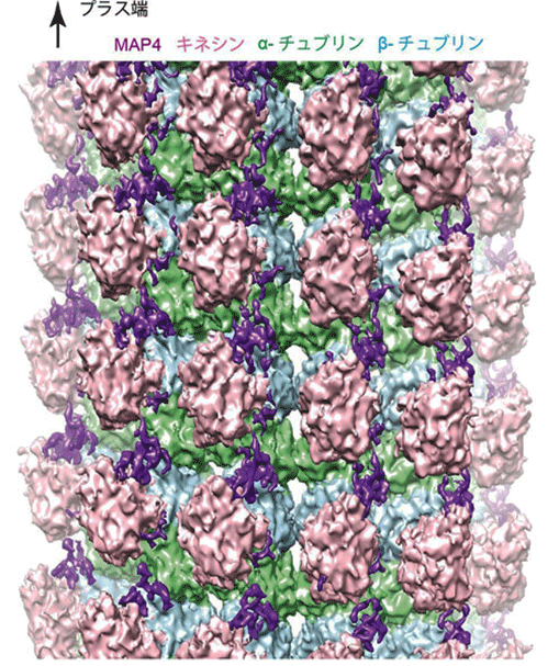 図1．微小管 -MAP4- キネシン複合体のクライオ電子顕微鏡構造。