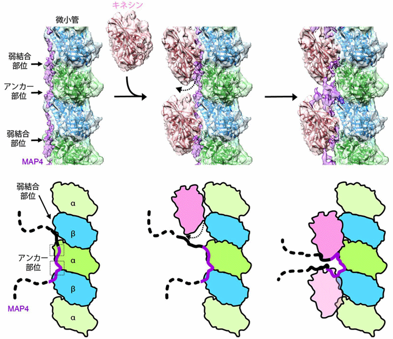 図2．微小管 -MAP4- キネシン複合体の詳細構造（上段）およびモデル（下段）。詳細は本文参照。