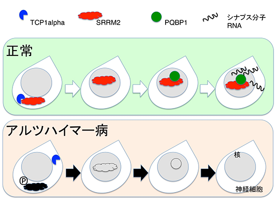 図１