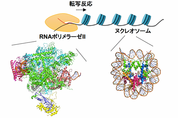 図1