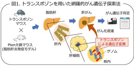 図1 トランスポゾンを用いた網羅的がん遺伝子探索法