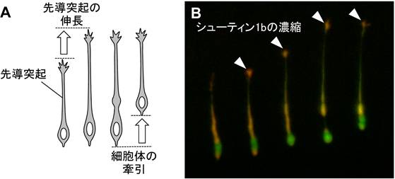 神経細胞が脳内を移動するための仕組みを解明