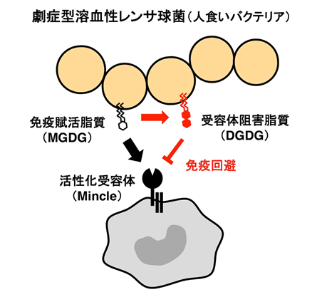 図_劇症型溶血性レンサ球菌による免疫回避機構