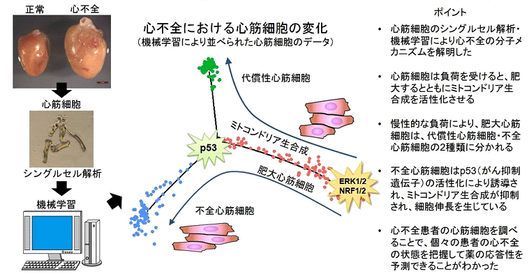 図1．シングルセル解析と機械学習により心不全発症のメカニズムを解明