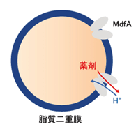 脂質二重膜