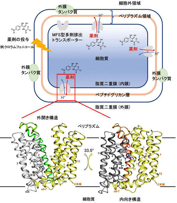 図1_細菌の細胞膜に存在するMFS型多剤排出トランスポーターMdfA