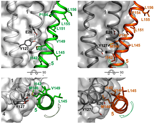 図2_外開き構造から内向き構造への構造変化に伴う5番目膜ヘリックスの捻じれ