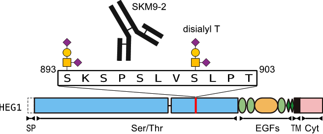 図_SKM9-2の認識領域