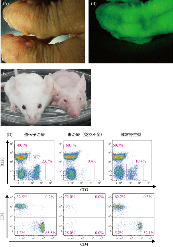 図2_マウス、ラットでの遺伝子挿入と遺伝子治療