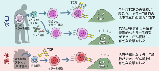 キラー t 細胞