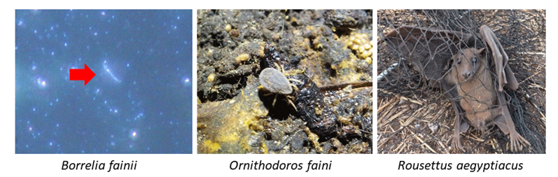 分離したボレリア属細菌（左），媒介節足動物のマダニ（中央），自然宿主のコウモリ（右）