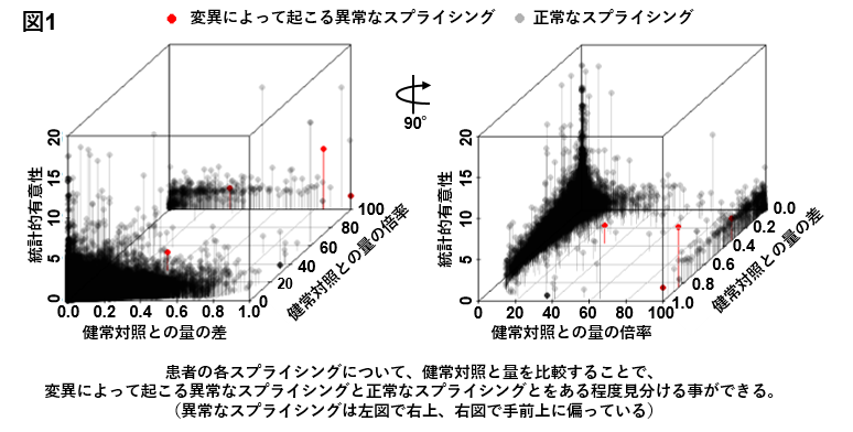 遺伝性筋疾患の一種「ネマリンミオパチー」の原因となる日本人に頻度の高い変異を発見