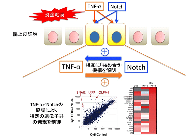 図1_腸上皮におけるTNF-aとNotchの協調による遺伝子発現制御