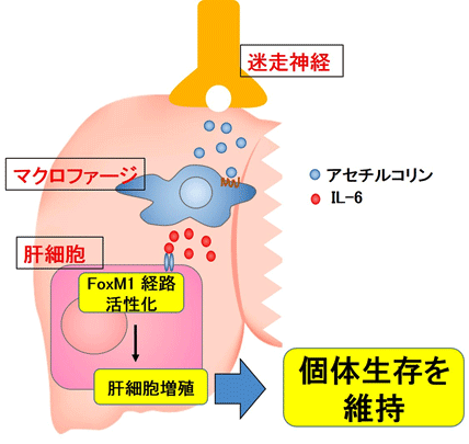 図1_肝臓