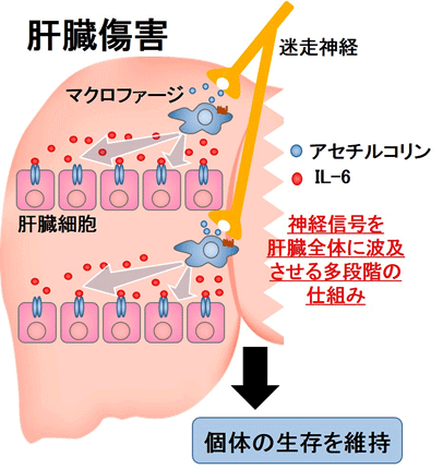 図2．肝臓障害
