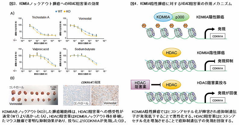 図3．KDM6Aノックアウト膵癌へのHDAC阻害薬の効果 図4．KDN6A陰性膵癌に対するHDAC阻害薬の作用メカニズム