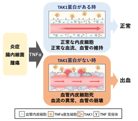 血管の防御機構を解明 腫瘍に対する新たな治療法の開発につながる研究成果 国立研究開発法人日本医療研究開発機構