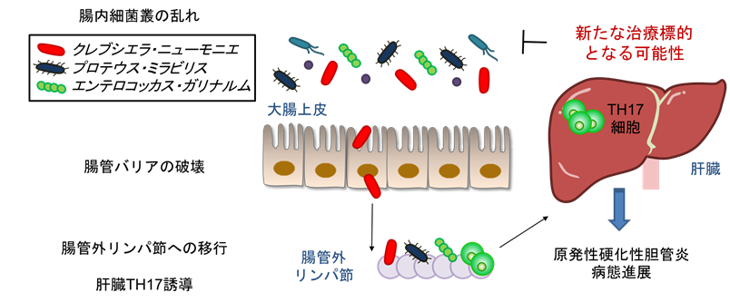 原発性硬化性胆管炎の病態に関与する腸内細菌を発見～腸内細菌を標的とした新たな治療法の開発に期待～
