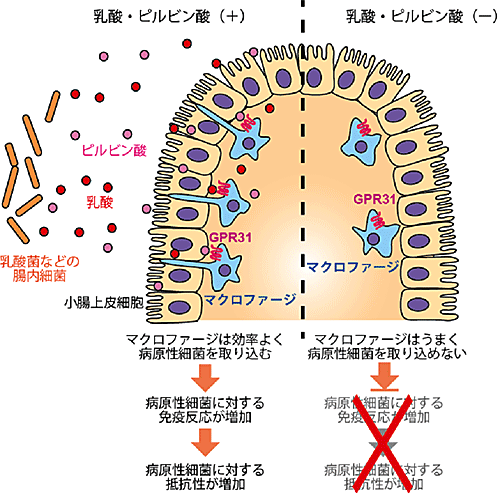 乳酸菌などが産生する乳酸・ピルビン酸がマクロファージ上のGPR31に結合すると、マクロファージは樹状突起を伸ばし、病原性細菌を効率よく取り込む。その結果、病原性細菌に対する抵抗性が増加する。