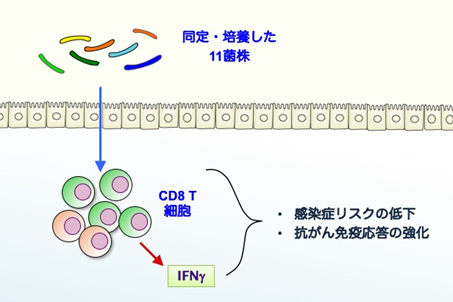 健常者から単離～感染抵抗性や抗腫瘍効果を高める腸内細菌株～