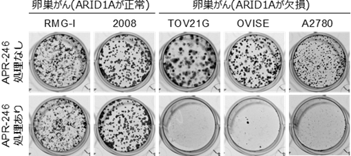 卵巣がん（ARID1Aが正常）と卵巣がん（ARID1Aが欠損）をAPR-246処理なしとありで比較