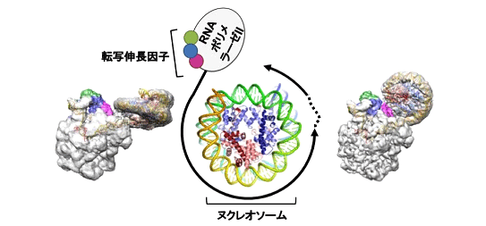 構造 クロマチン