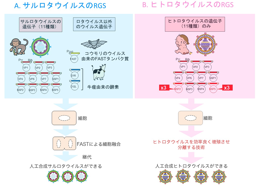 ウイルス 経路 ロタ 感染 ノロウイルスのさまざまな感染経路について徹底解説！ [ノロウイルスなど感染症予防について]