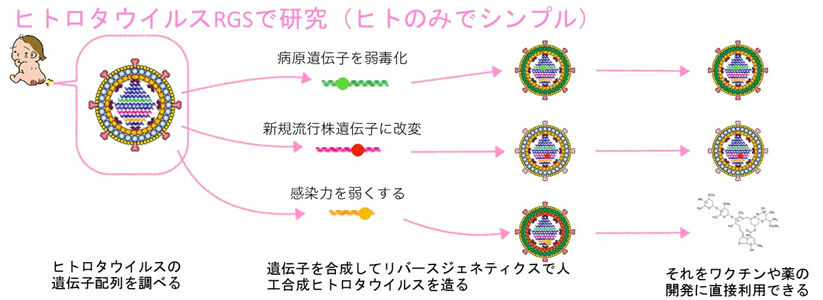 ヒトロタウイルスRGSで研究