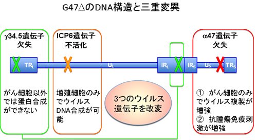 G47ΔのDNA構造と三種変異