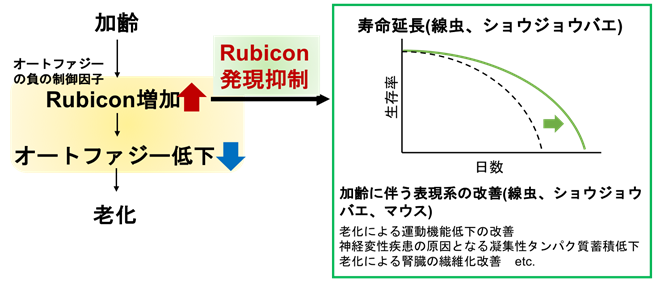 ルビコン増加は老化のサインである～オートファジー制御による健康寿命延伸に期待～
