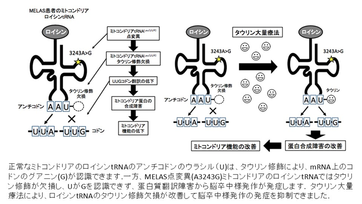 正常なミトコンドリアのロイシンtRNAのアンチコドンのウラシル（U）は、タウリン修飾により、mRNA上のコドンのグアニン（G）が認識できます。一方、MELAS点変異（A3243G）ミトコンドリアのロイシンtRNAではタウリン修飾が欠損し、UがGを認識できず、蛋白質翻訳障害から脳卒中が発症します。タウリン大量療法により、ロイシンｔRNAのタウリン修飾欠損が改善して脳卒中様発作のはっしょうを抑制できました。