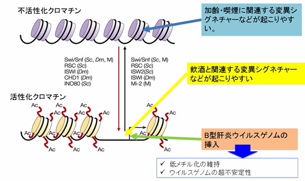 肝臓がんのゲノムを新手法で解析 B型肝炎ウイルスによる新たな発がんメカニズムを発見 国立研究開発法人日本医療研究開発機構