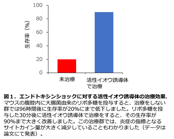 図1．エンドトキシンショックに対する活性イオウ誘導体の治療効果 マウスの腹腔内に大腸菌由来のリポ多糖を投与すると、治療をしない群では96時間後に生存率が20％にまで低下しました。リポ多糖を投与した30分後に活性イオウ誘導体で治療をすると、その生存率が90%まで大きく改善しました。この治療群では、炎症の指標となるサイトカイン量が大きく減少していることもわかりました（データは論文にて発表）。