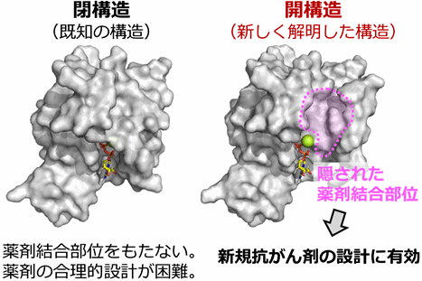 成果情報






Rac1発がん性タンパク質の恒常活性化メカニズムの解明と隠された薬剤結合部位の発見