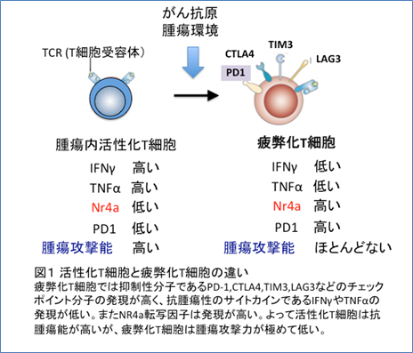 図1　活性化T細胞と疲弊化T細胞の違い
疲弊化T細胞では抑制分子であるPD-1、CTLA4、TIM3、LAG3などのチェックポイント分子の発現が高く、抗腫瘍性のサイトカインであるIFNγTNFαの発現が低い。またNR4a転写因子は発現が高い。よって活性化T細胞は抗腫瘍能が高いが、疲弊化T細胞は腫瘍攻撃力が極めて低い。