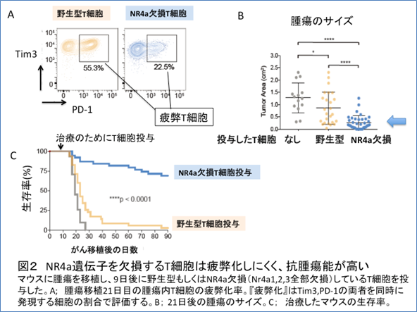 図2　NR4a遺伝子を欠損するT細胞は疲弊化しにくく、抗腫瘍能が高い マウスに腫瘍を移植し、9日後に野生型もしくはNR4欠損（Nr4a1、2、3全部欠損）しているT細胞を投与した。A；腫瘍移植21日目の腫瘍内T細胞の疲弊化率。『疲弊化』はTim3、PD-1の両者を同時に発現する細胞の割合で評価する。B；21日後の腫瘍サイズ。C：治療したマウスの生存率。