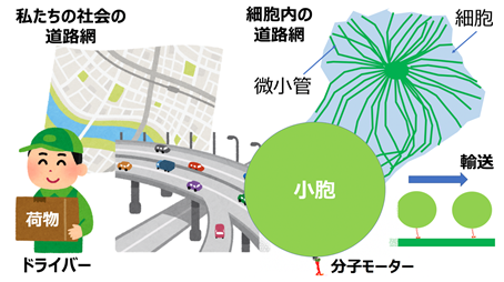 力測定で明らかになった複数分子モーターによる協同的なメラニン色素輸送
