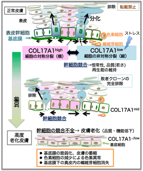 皮膚の若さの維持と老化のメカニズムを解明