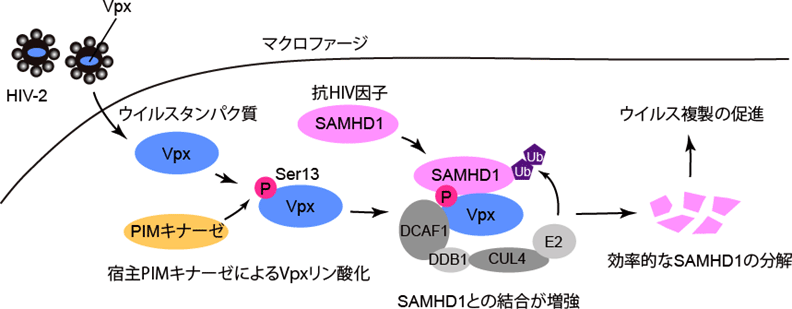 エイズ コロナ ウイルス 新型コロナはエイズ（HIVウイルス）ではありません