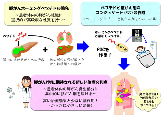 膵がんホーミングペプチドの概要図