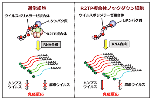 プレスリリースパラミクソウイルス感染に重要な宿主タンパク質を発見―R2TP複合体がウイルスRNA合成を制御する―