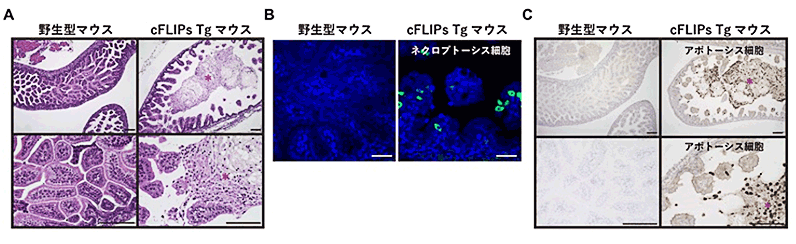 新生児期に見られる腸炎の新たな動物モデルを開発～新生児壊死性腸炎の原因の解明や治療法の開発に期待～
