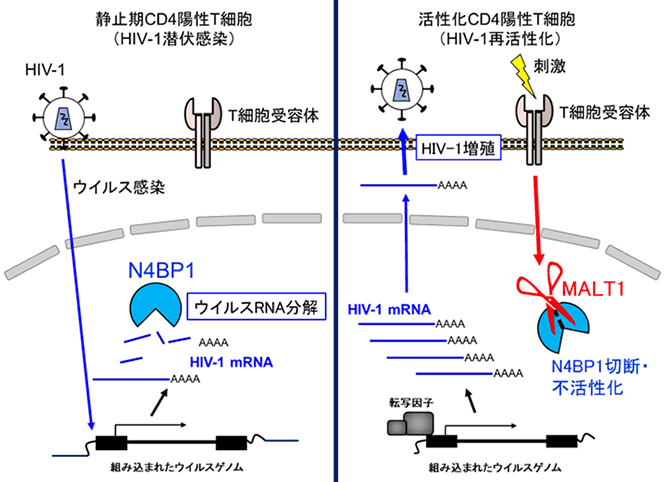 宿主がHIV-1感染を抑制する新たなメカニズムの解明