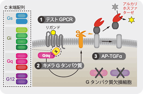 細胞表面の情報センサーの基本原理を解明～センサータンパク質に作用するくすりの開発に貢献～