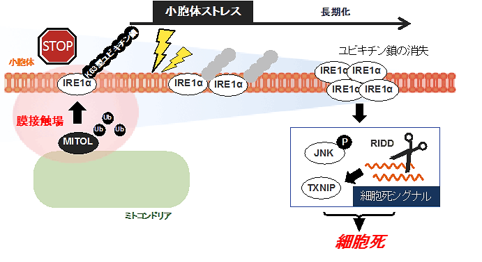 異常タンパク質の蓄積が引き起こす細胞死をミトコンドリアが抑制する機構を解明