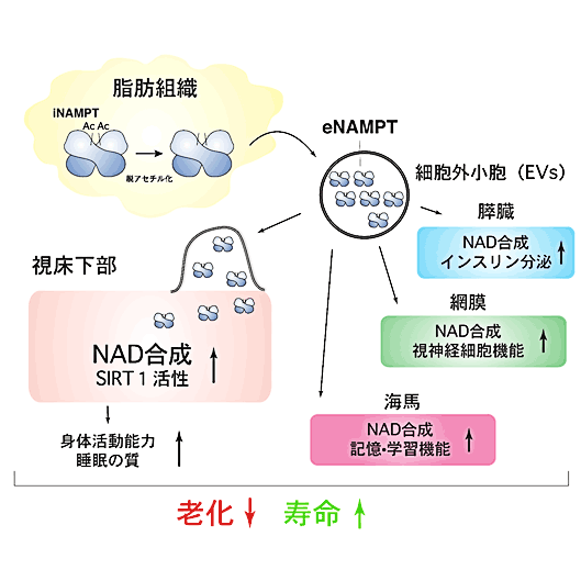 血液中を巡っているNAD合成系酵素eNAMPTが、哺乳類の老化と寿命を制御していることを解明