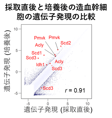 造血幹細胞を体外で骨髄内と同じ静止期に維持する技術を開発