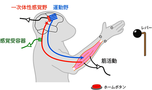 一次体性感覚野が、運動についての事前情報を受け取っていることを発見